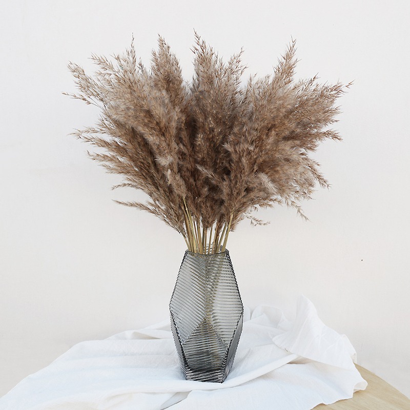 10Pcs Colorful Natural Reeds P - Pampas Grass Decor 评论和价格