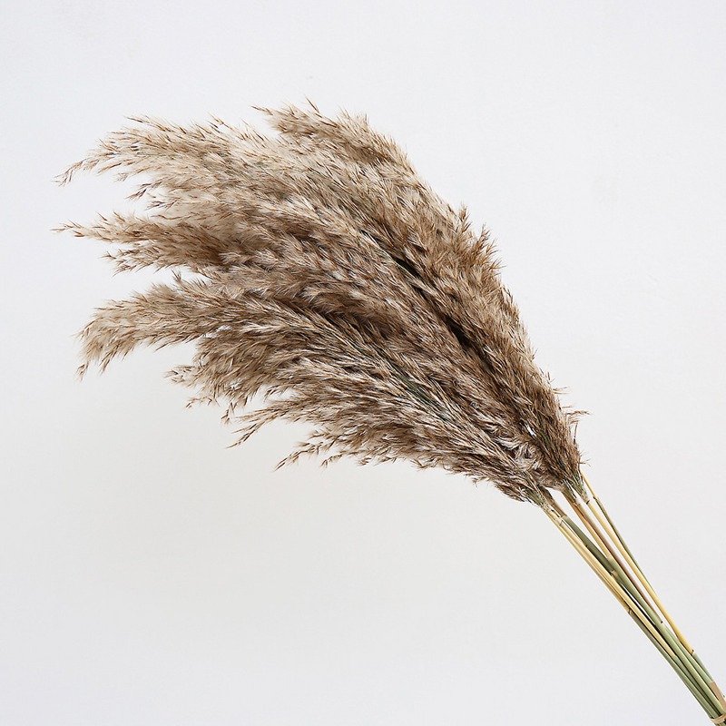 10Pcs Colorful Natural Reeds P - Pampas Grass Decor 评论和价格